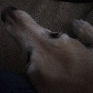 Meet your Posher, Tamra